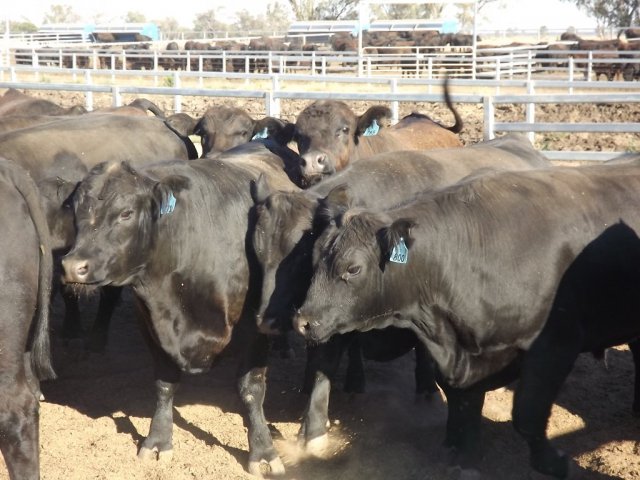 Feedlot Cattle